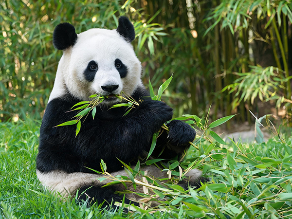 giant panda